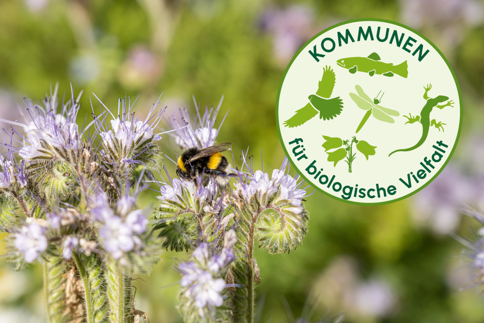 Insect on the flowers in the field during daytime