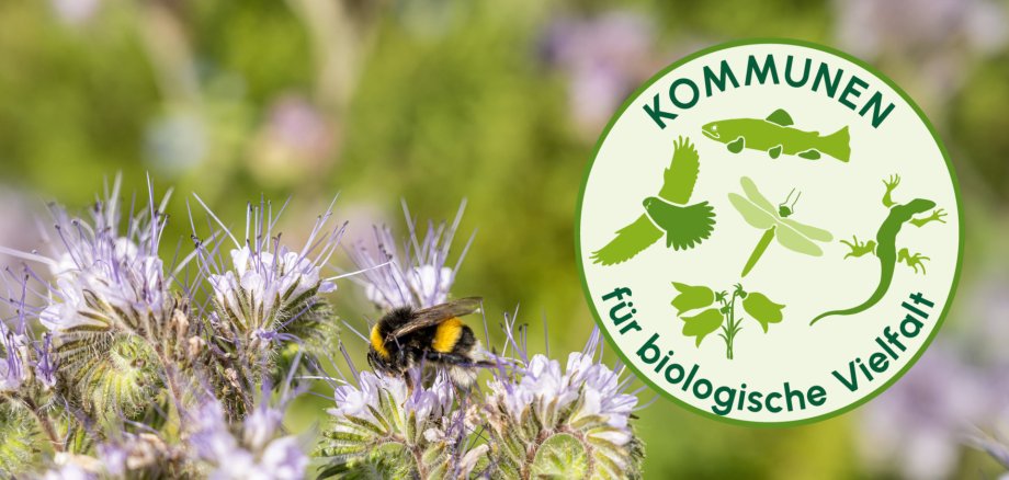 Insect on the flowers in the field during daytime